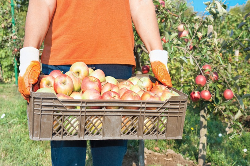 fresh apples